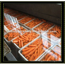 China Red Carrot